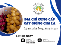 Địa chỉ cung cấp cây giống Chà Là uy tín chất lượng, đáng tin cậy