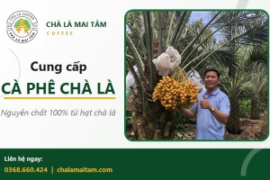 Cà phê chà là nguyên chất là gì? Lợi ích và địa chỉ mua uy tín
