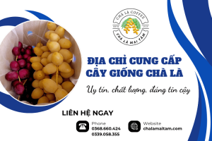 Địa chỉ cung cấp cây giống Chà Là uy tín chất lượng, đáng tin cậy