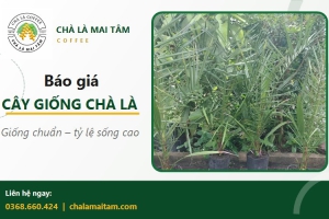 Giá cây giống chà là và cách chọn giống chuẩn cho nhà vườn