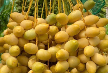 Chà Là Mai Tâm – Ngọt tự nhiên, khỏe mỗi ngày.