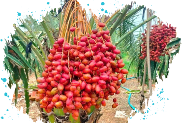 Chà Là Mai Tâm – Ngọt tự nhiên, khỏe mỗi ngày.