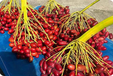 Chà Là Mai Tâm – Ngọt tự nhiên, khỏe mỗi ngày.
