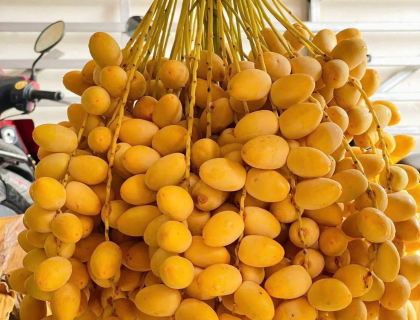Về Chà Là Mai Tâm