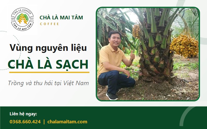 cà phê chà là nguyên chất