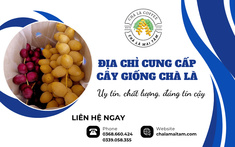Cung cấp cây giống Chà Là uy tín chất lượng
