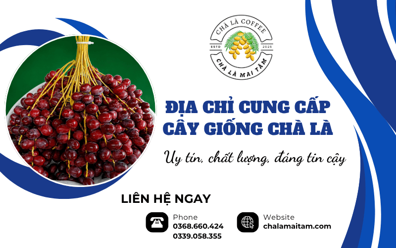 Cung cấp cây giống Chà Là uy tín chất lượng