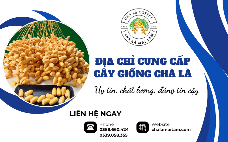 Cung cấp cây giống Chà Là uy tín chất lượng