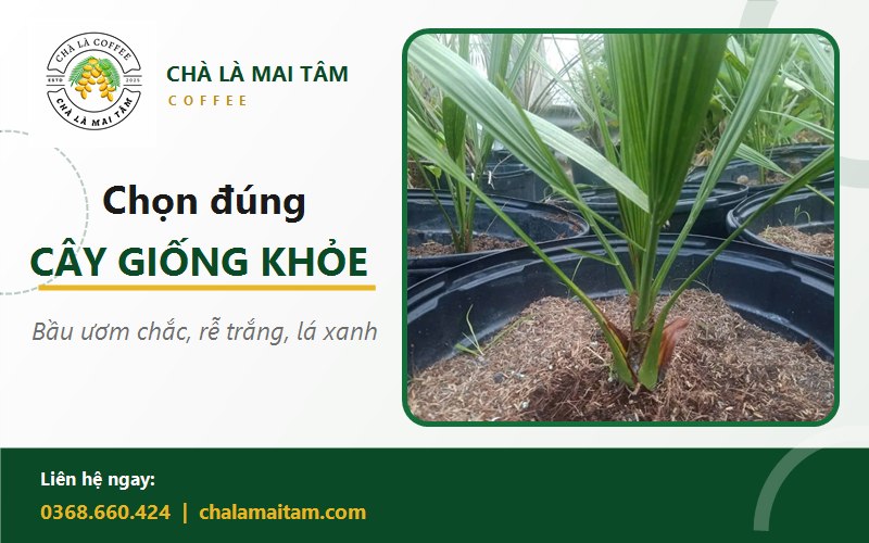 giá cây giống chà là