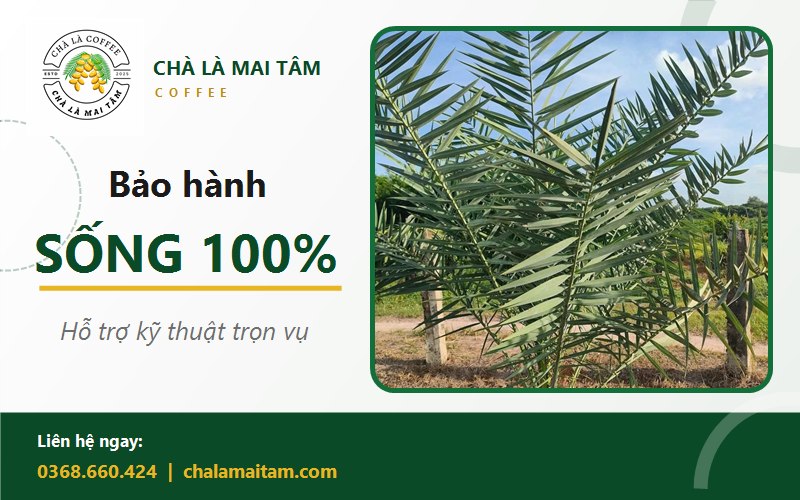 giá cây giống chà là
