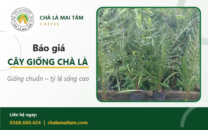 giá cây giống chà là
