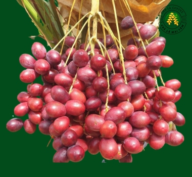 Chà Là Đỏ